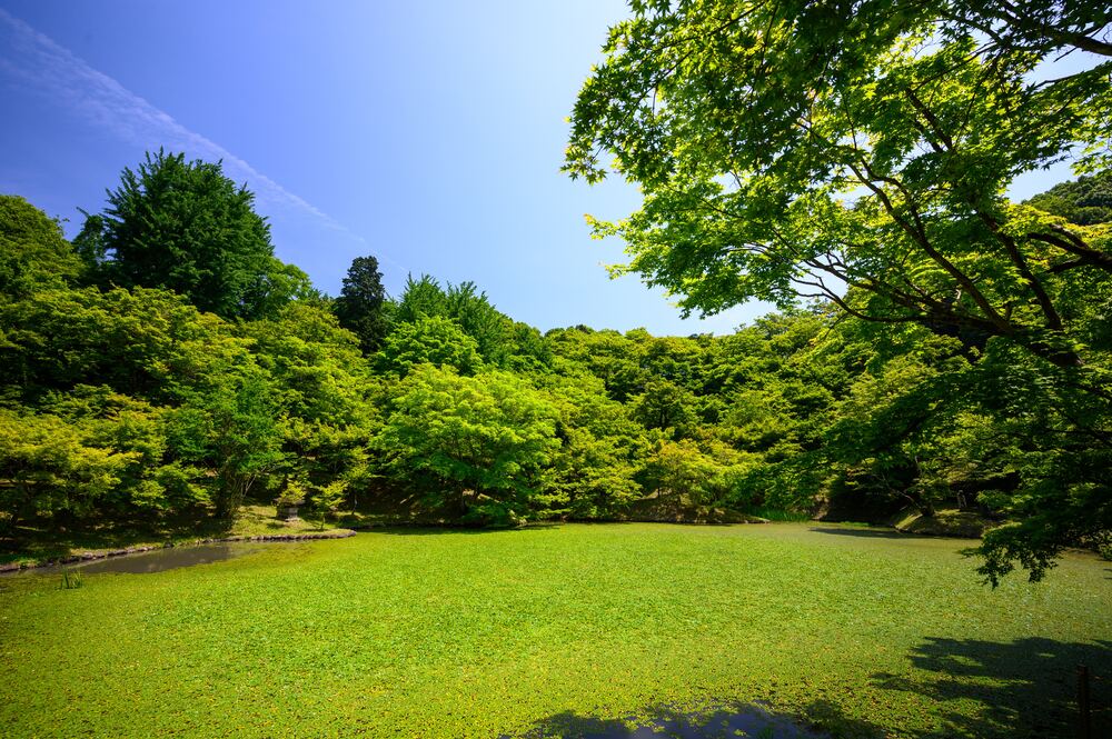 Lawn