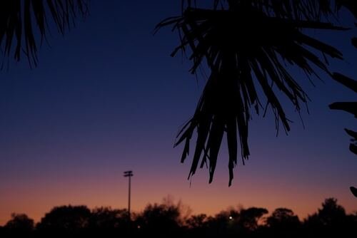 The Ecological Imperative: Why Designers Prefer Native Florida Trees